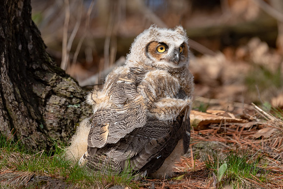 On the Ground After a Fall, Great Horned Owlet, Chicklet, Cambridge, MA