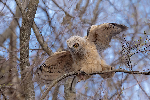 Balancing Act, Great Horned Owlet, Chicklet, Cambridge, MA