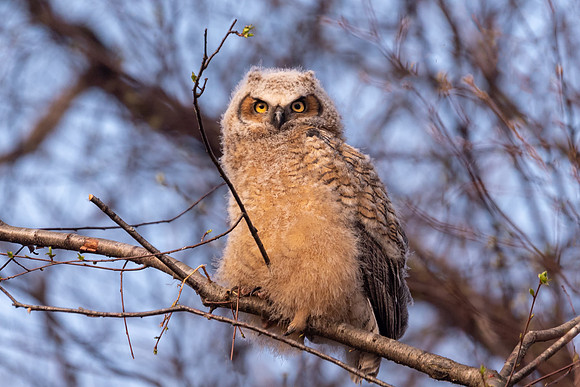 Roosting in the Morning Sun, Great Horned Owlet, Chicklet, Cambridge, MA