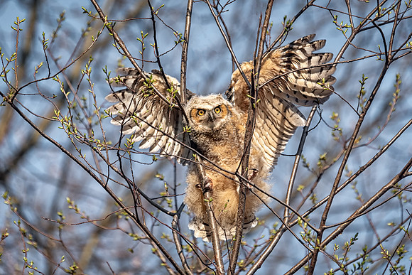Branching Peek a Boo, Great Horned Owlet 2018, Cambridge, MA