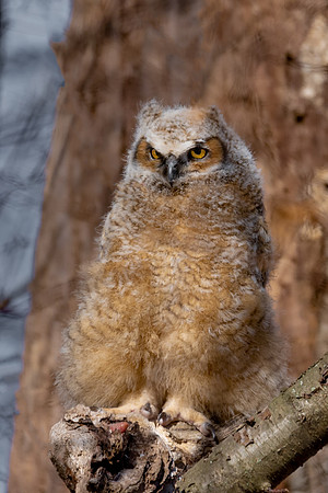 On the Log, Great Horned Owlet, Chicklet, Cambridge, MA