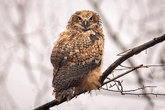 Soaked, Great Horned Owlet, Cambridge, MA