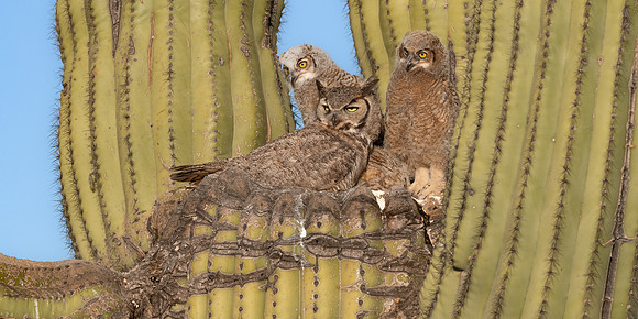 Great Horned Owl Family in Saguaro Cactus.  Scottsdale, AZ.