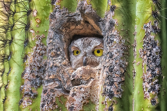 Peek-a-Boo Western Screech Owl, Phoenix, AZ.