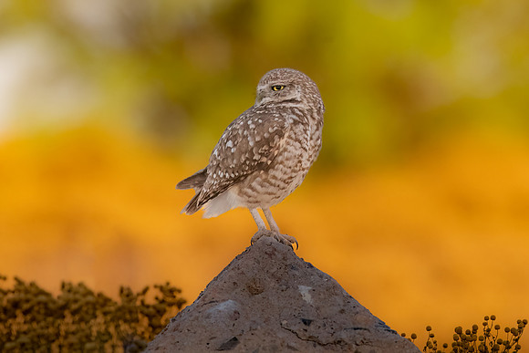 Burrowing Owl in the Golden Light.  Scottsdale, AZ.