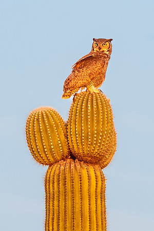 Great Horned Owl Dad on Cactus.  Scottsdale, Arizona.