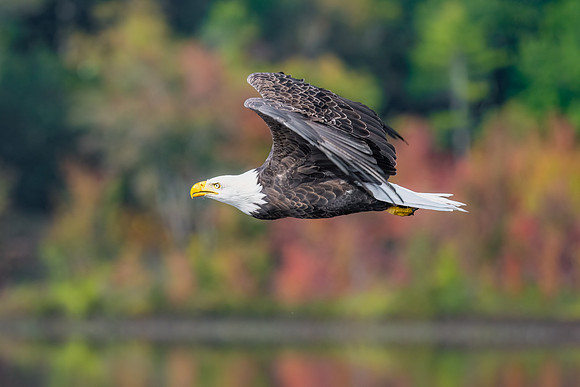 Fall Fly By.  Bald Eagle.  Central New Hampshire.