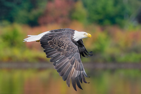 Fall Fly By.  Bald Eagle.  Central New Hampshire.