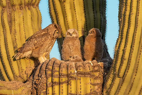 Great Horned owl Mom Encouraging the Runt in Saguaro Cactus Nest.  Scottsdale, AZ.