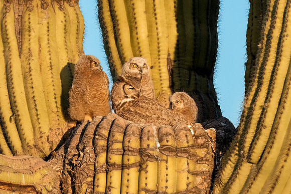 Great Horned Owl Family in Saguaro Cactus.  Scottsdale, AZ.