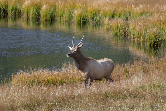 Young Bull Elk at Sheep Pond.  RMNP, Colorado. Fall 2022.