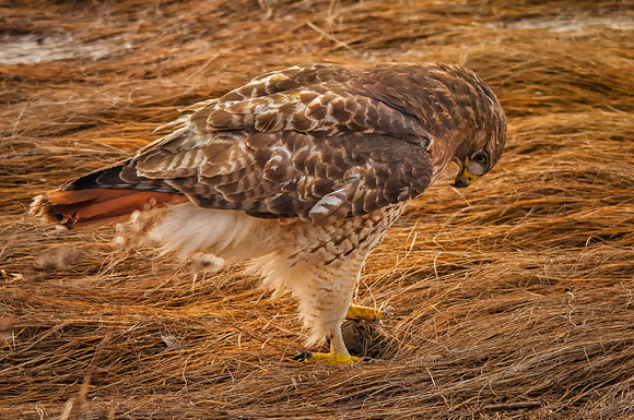Red Tail Hawk Catches Prey, Plum Island, MA