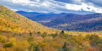 Birches in Fall Glory. Pinkham Notch, White Mountains, New Hampshire.