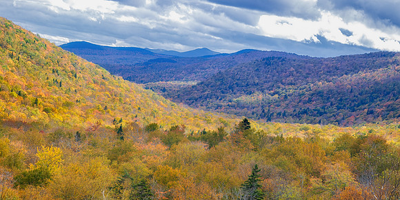 Birches in Fall Glory. Pinkham Notch, White Mountains, New Hampshire.