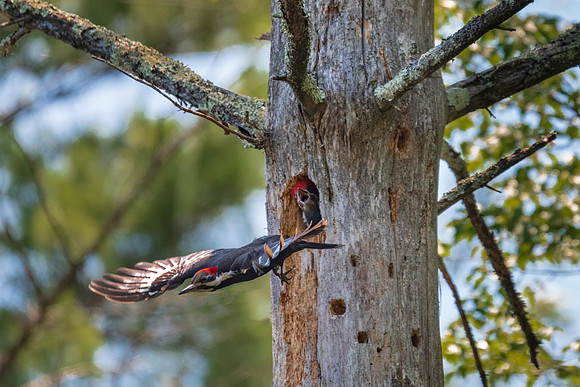 Come Back Mom.  Pileated Woodpecker Female and Chick 2018