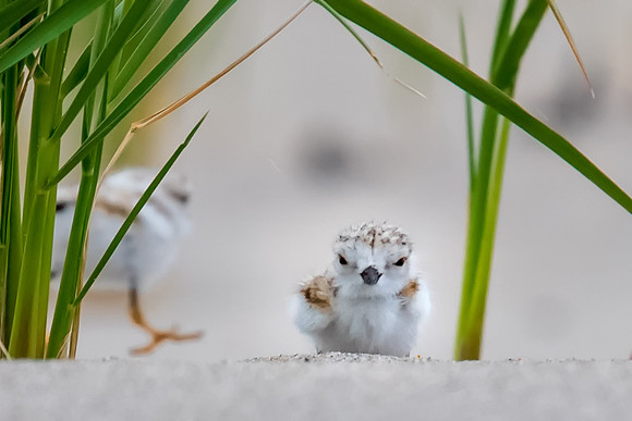 Piping Plover Chick Face to Face 2018