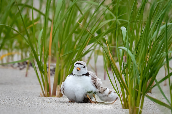 Piping Plover Mom and Chick 2018