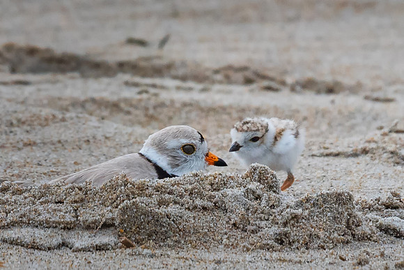 Piping Plover Mom and Chick 2018