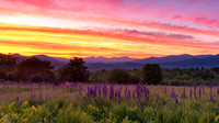 Lupines in Bloom, Sunrise Over the Presidential Mountains, Sugar Hill, NH 2018