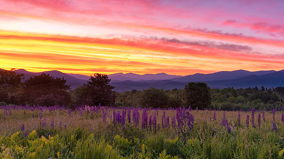 Lupines in Bloom, Sunrise Over the Presidential Mountains, Sugar Hill, NH 2018