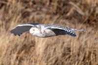 Snowy Owl Flying Stealth. Hampton Beach State Park, NH.