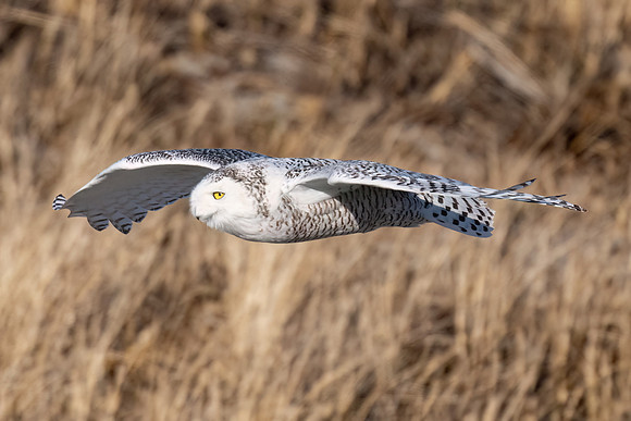 Snowy Owl Flying Stealth. Hampton Beach State Park, NH.