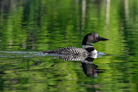 Loon in Golden Light at Daybreak, New Hampshire