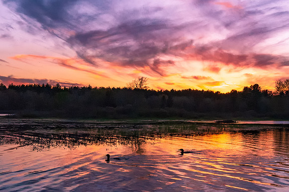 Mating Loon Pair at Sunset, NH 2018