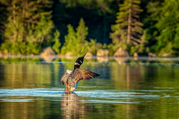 Male Loon Stretches His Wings to Meet the Golden Morning Light at sunrise.  June 2018 NH