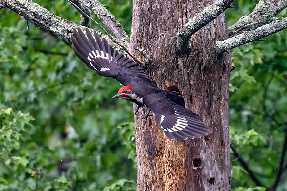 Male Pileated Woodpecker Leaves Nest with 3 Chicks, South Hampton, NH 2018