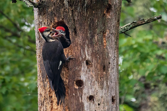 Pileated Woodpecker Mom Feeds the Male Alpha Chick, South Hampton, NH 2018