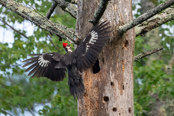 Female Pileated Woodpecker Returns to Nest with Food for 3 Chicks, South Hampton, NH 2018