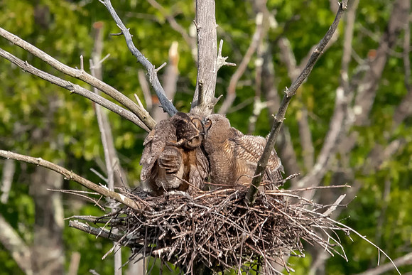 Motherly Love, Great Horned Owl and Owlet #2, Groton, MA 2018