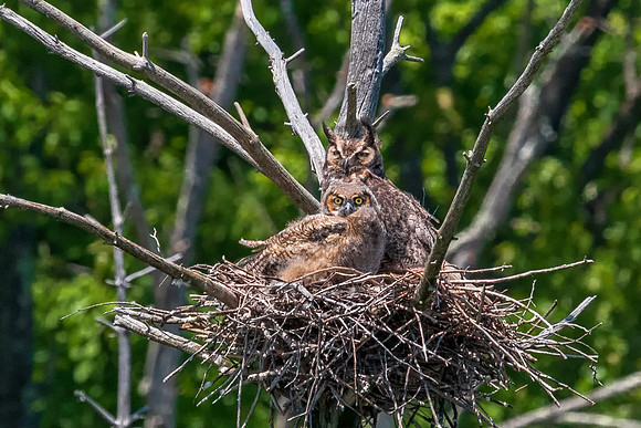 Right at Me!  Great Horned Owl and Owlet #2, Groton, MA 2018