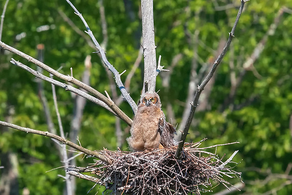 Standing Tall, Great Horned Owlet #2 Prepares to Fledge, Groton, MA 2018