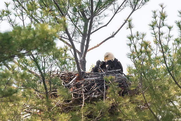 Mother Bald Eagle Making a Point to Chicks in Nest.  York Harbor, Maine 2018