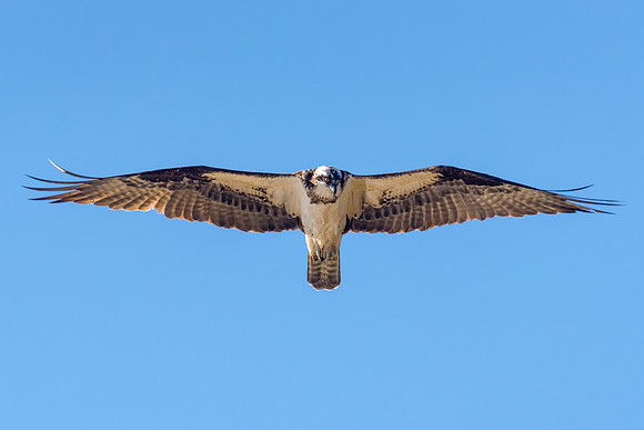 Osprey Hovering Looking for Fish, Milford, NH 2018