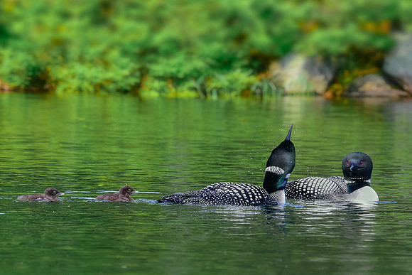 Loon Family in Summer, New Hampshire