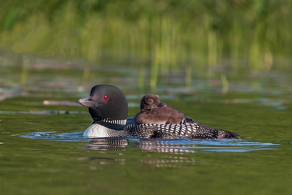 Life is Good, Loon Chick on the Back of Mom, New hampshire