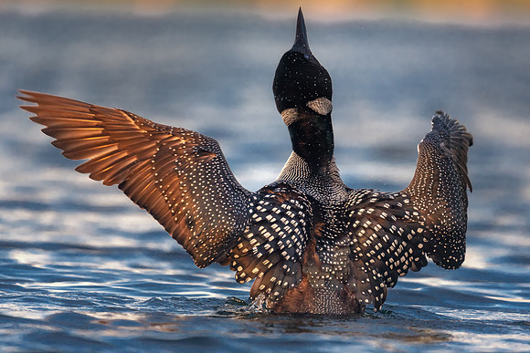 Rising to Meet the Day.  Loon in Golden Light at Dawn,