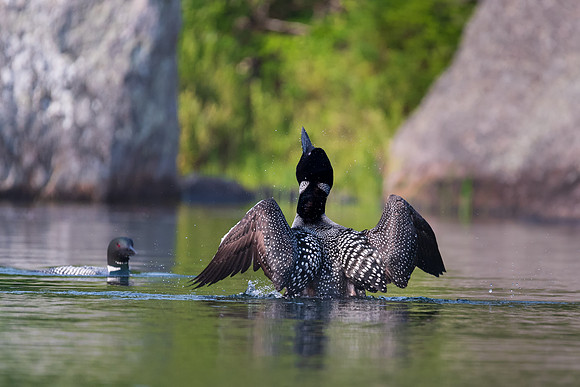 Morning Stretch for Mate, Mating Pair of Loons, New Hampshire