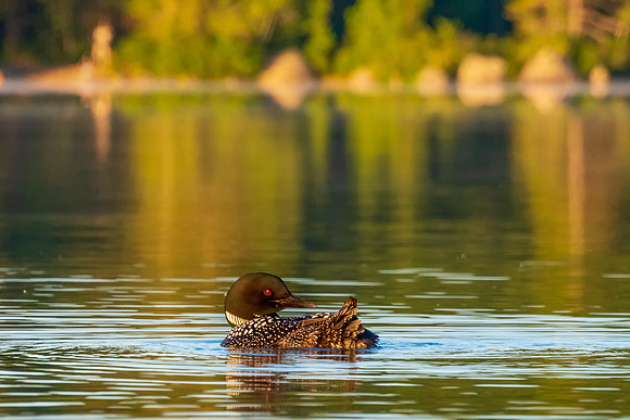Loon Bathing in Golden Light, New Hampshire