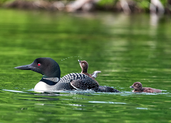 La Di Da.  5 Day Old Loon Chick Dances on Mother's Back.  New Hampshire