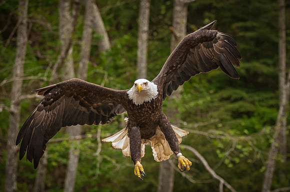 Right at You, Bald Eagle, Sitka, Alaska
