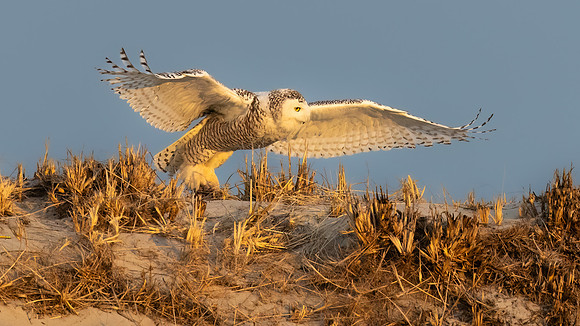 Snowy Owl Dune Hopping with Duck Golden Hour. Hampton Beach State Park, NH.
