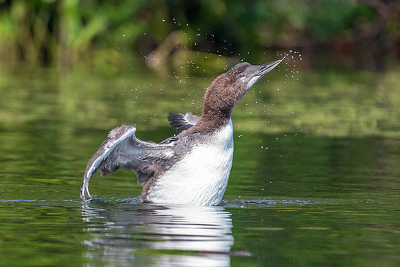 Growing Up.  A loon chick shows off an impressive wing stretch at 38 days old.  New Hampshire 2018
