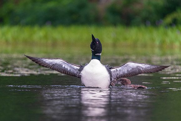 A mother loon stretches and spins her head with her chick behind.  New Hampshire 2018