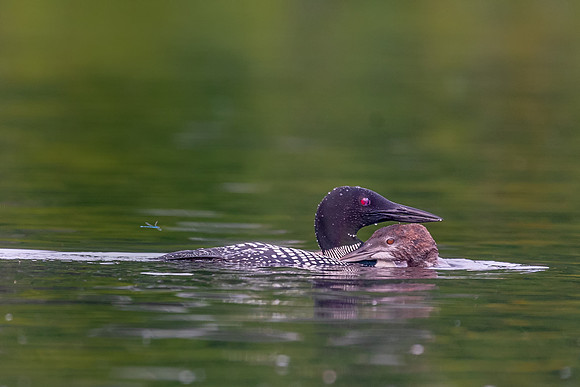 Teenage Nudging.  The 2 month old chick nudges his mother for more food. New Hampshire 2018