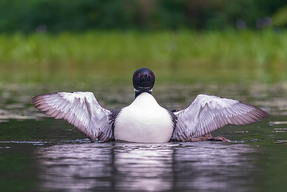 Protection.  A mother loon stretches her wings as another loon flies nearby.  New Hampshire 2018