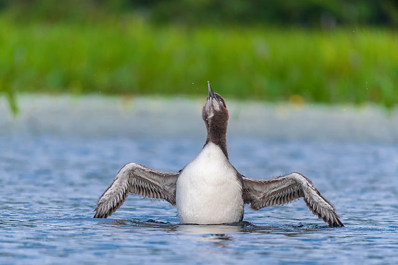 Gangly Teenager.  This loon chick looks awkward as it practices a wing stretch.  New Hampshire 2018